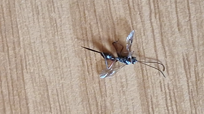 Große Holzschlupfwespe — Bild 5