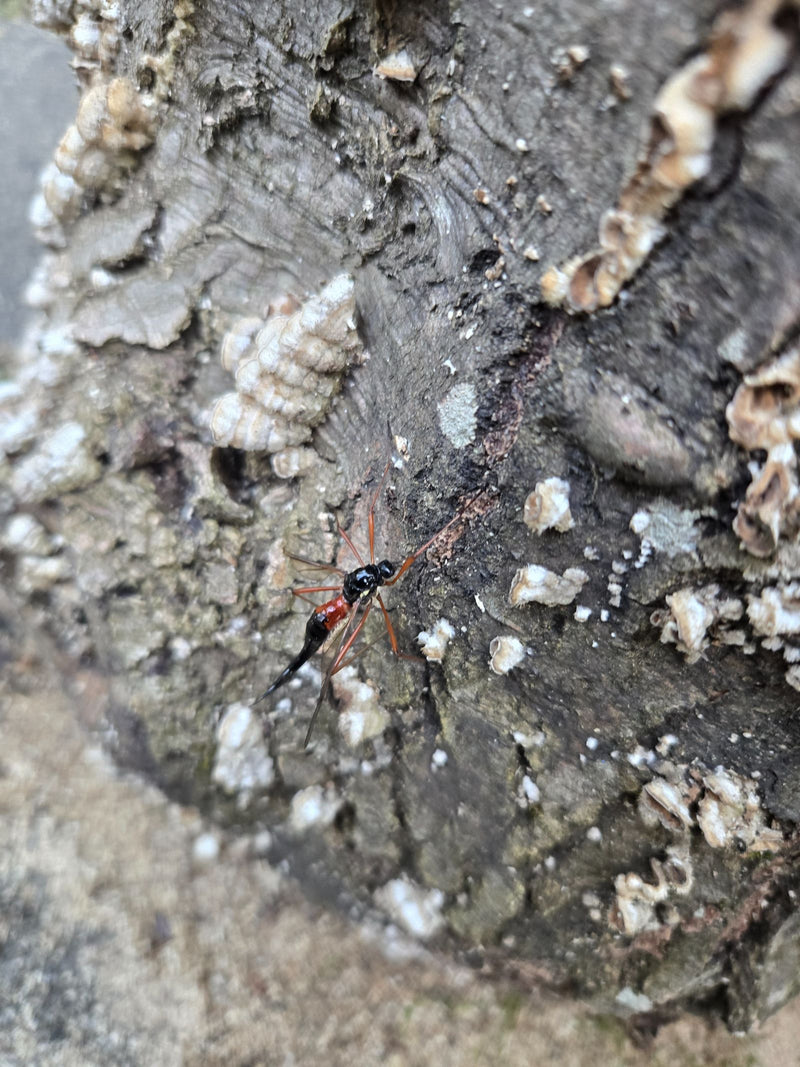 Große Holzschlupfwespe — Bild 2
