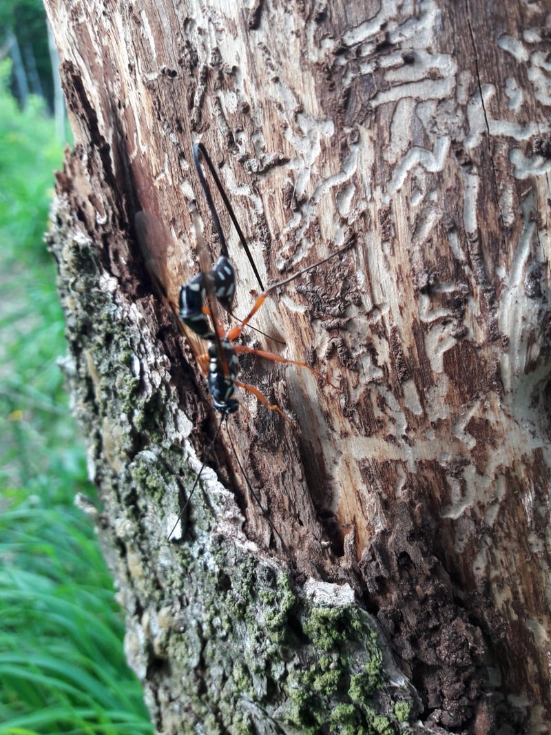 Große Holzschlupfwespe — Bild 1