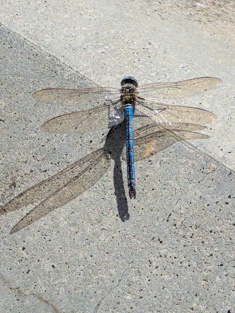 Große Königslibelle (Larve) — Bild 1