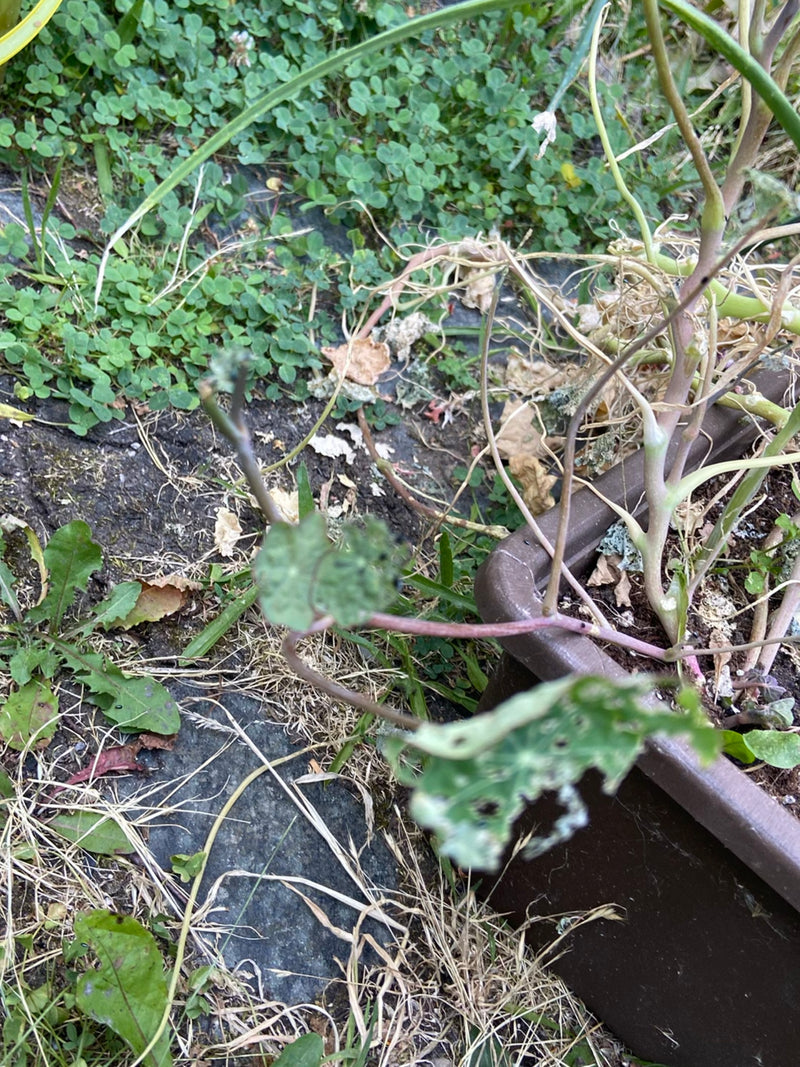 Große Kapuzinerkresse — Bild 2