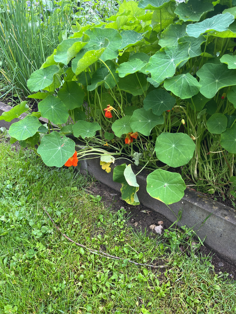 Große Kapuzinerkresse — Bild 3