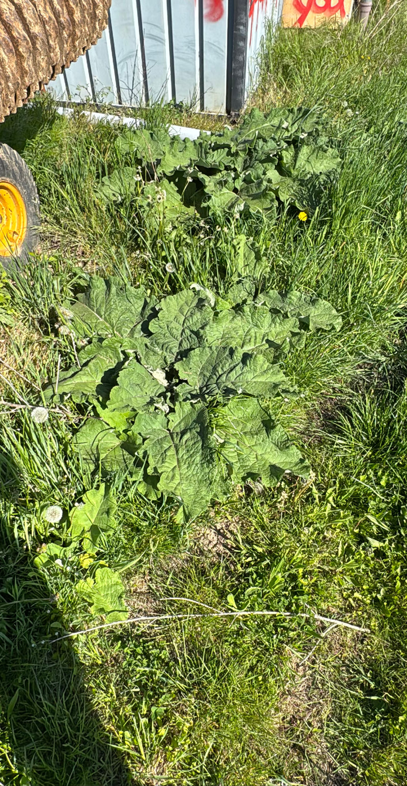 Große Klette — Bild 1