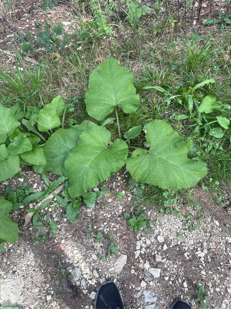 Auf dem Bild ist eine junge Große Klette mit ihren charakteristisch großen, herzförmigen Blättern zu sehen. Die Pflanze wächst direkt am Rand eines steinigen...