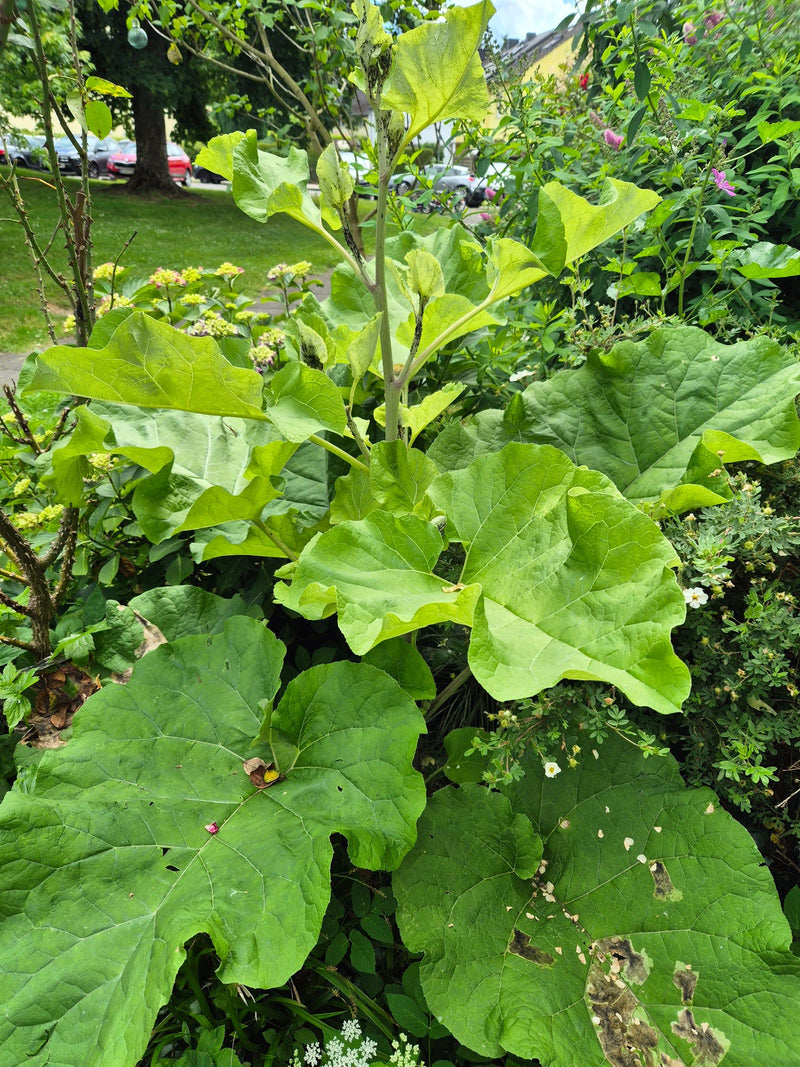 Große Klette — Bild 5