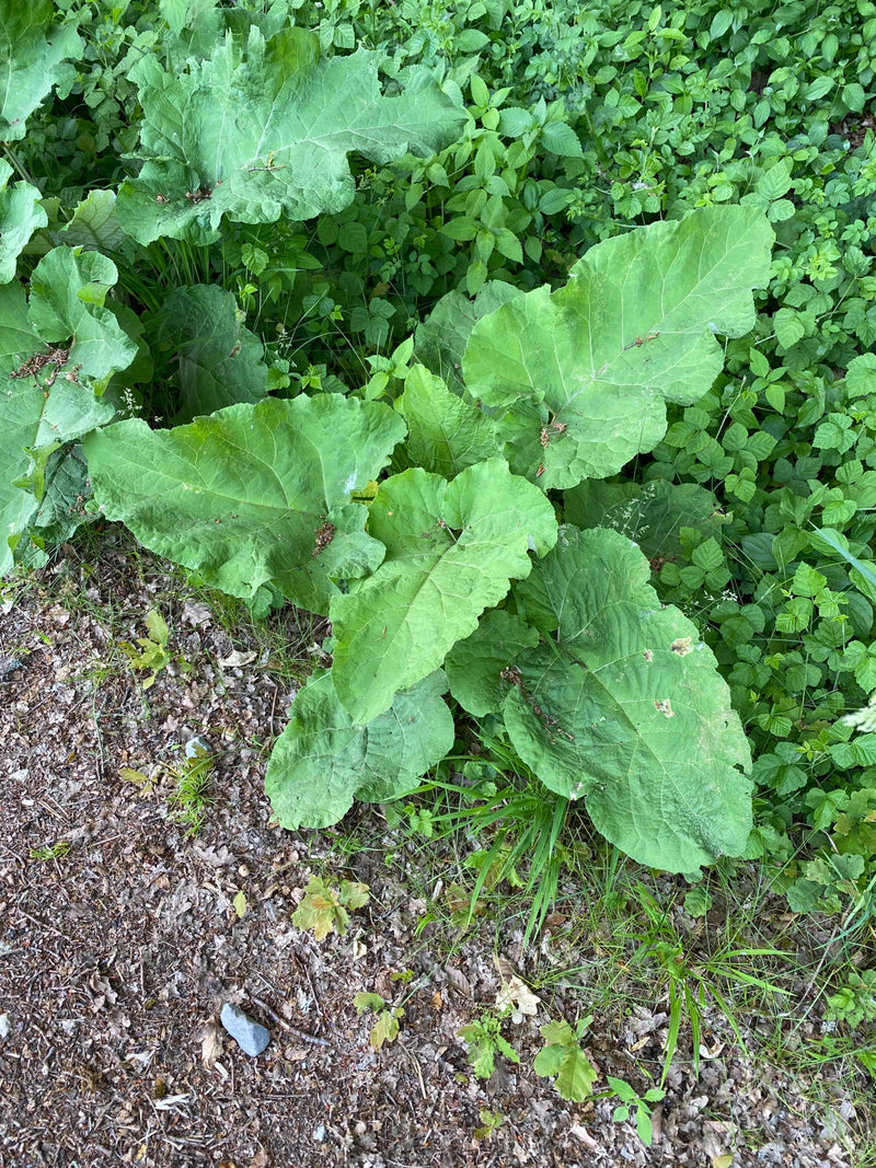 Große Klette — Bild 3