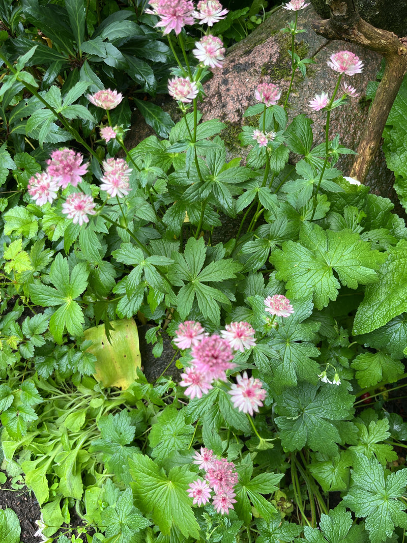 Auf dem Bild ist eine blühende Sterndolde mit ihren charakteristischen rosa-weißlichen Blütenständen und grünen Blättern zu sehen. Die Pflanze steht in einem...