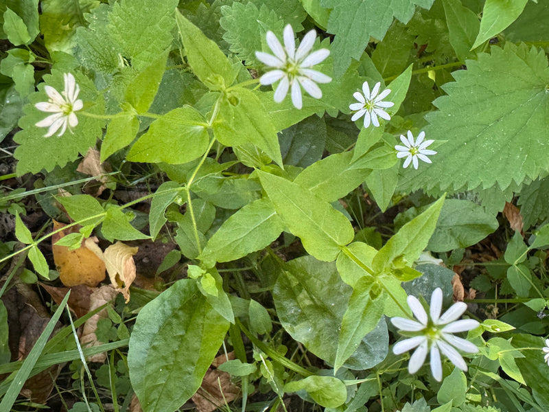 Auf dem Bild ist die Große Sternmiere mit ihren charakteristischen weißen Blüten und gegenständigen Blättern zu sehen. Die Pflanze wächst in einer von Grün u...