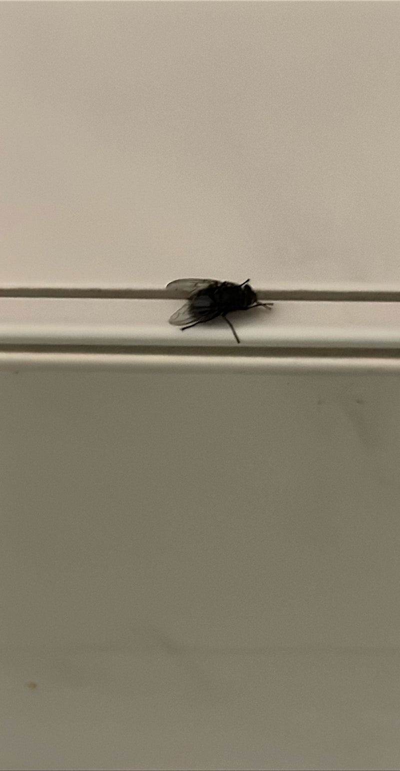 Große Stubenfliege — Bild 1