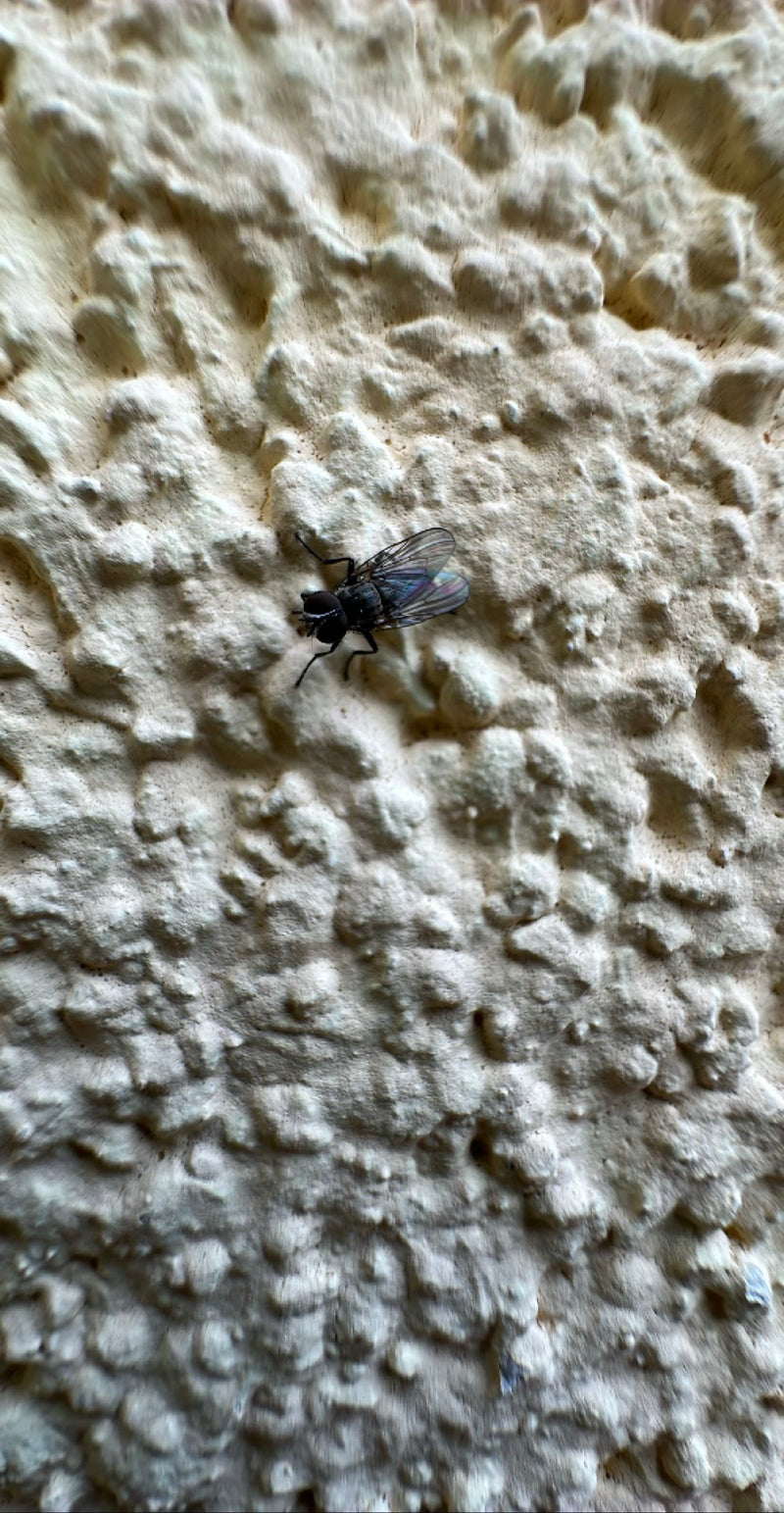 Große Stubenfliege — Bild 2