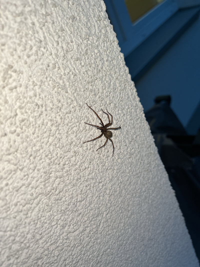 Große Hauswinkelspinne — Bild 5
