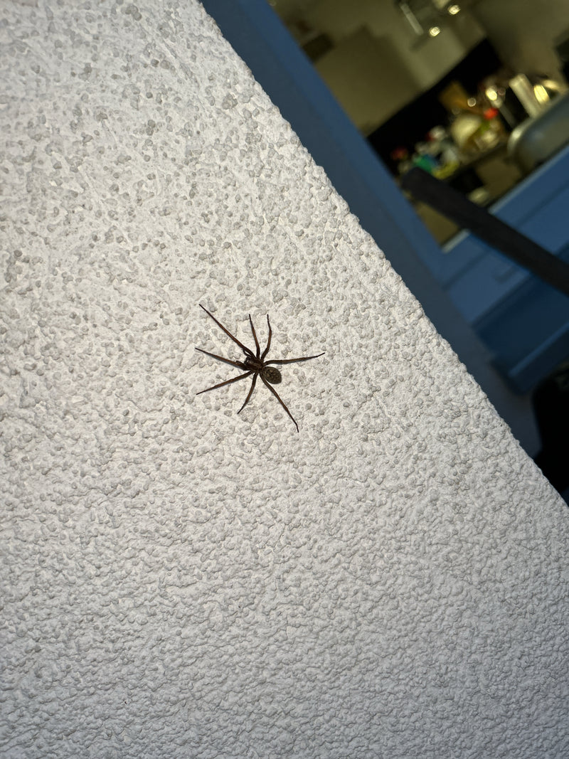 Große Hauswinkelspinne — Bild 3