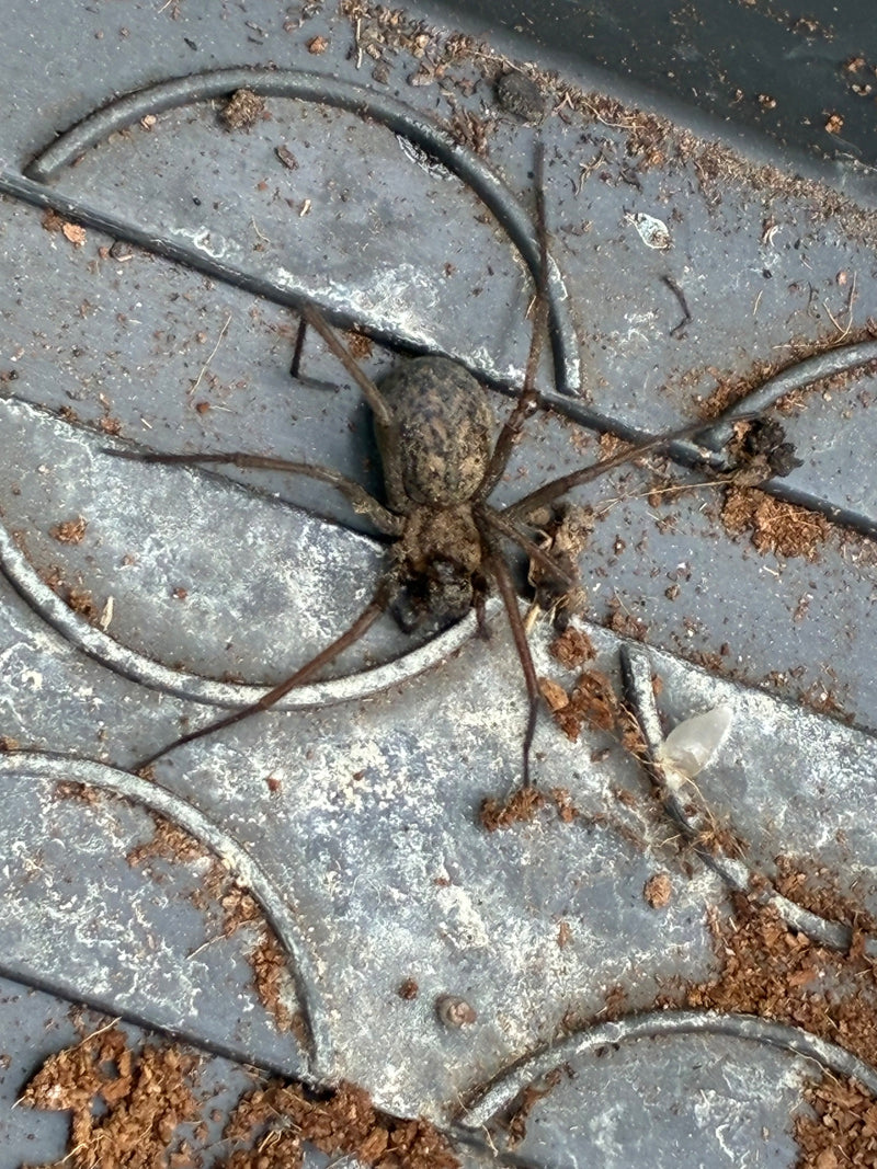 Große Hauswinkelspinne — Bild 1
