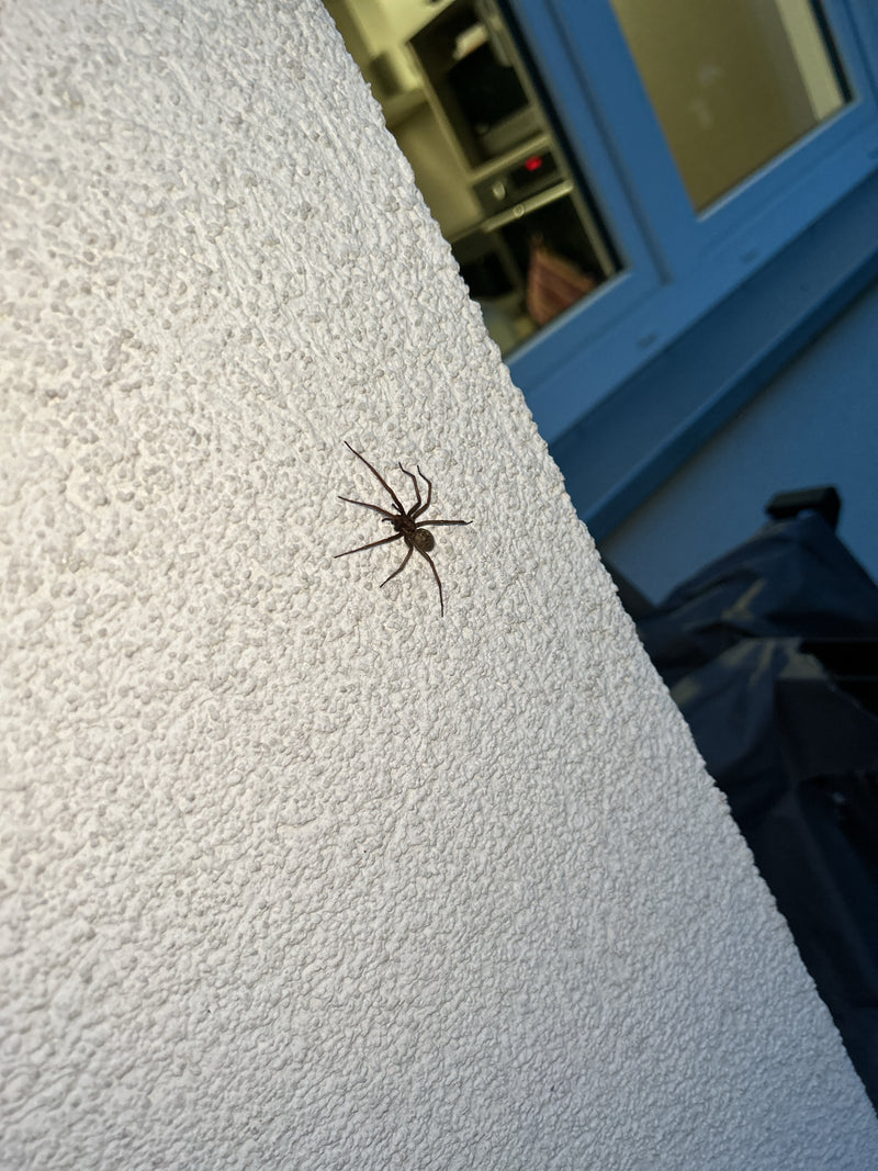 Große Hauswinkelspinne — Bild 4