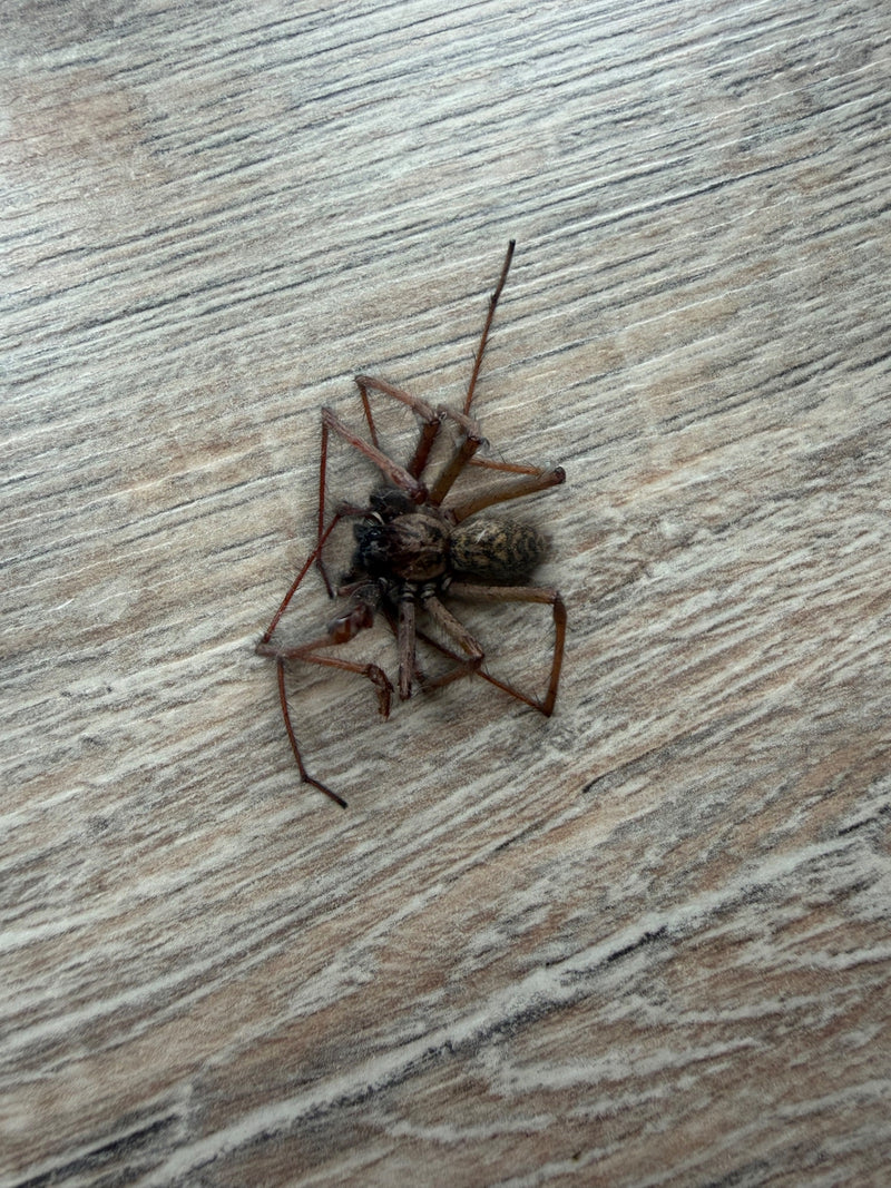 Große Hauswinkelspinne — Bild 2