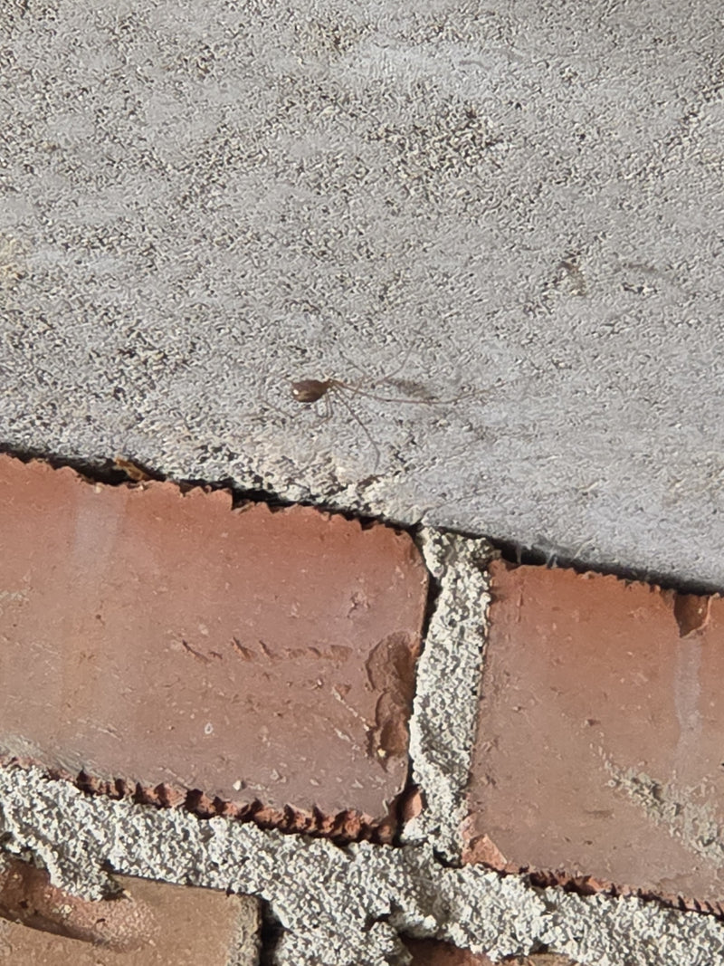 Zitterspinne — Bild 1