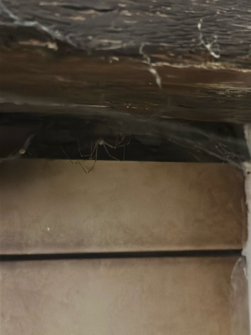 Eine Zitterspinne hängt kopfüber in ihrem spärlichen Netz an einer dunklen Decke. Ihre extrem langen, dünnen Beine sind gut zu erkennen.
