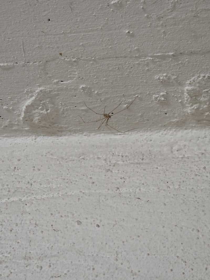 Zitterspinne — Bild 3