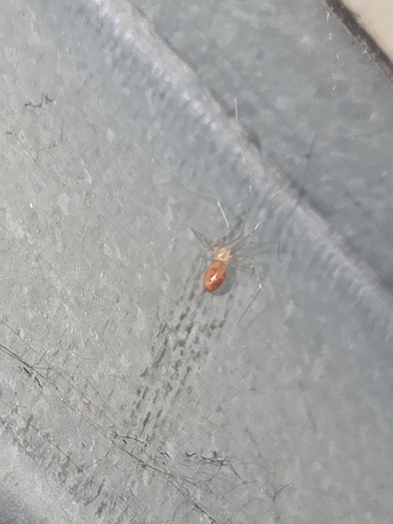 Zitterspinne — Bild 4