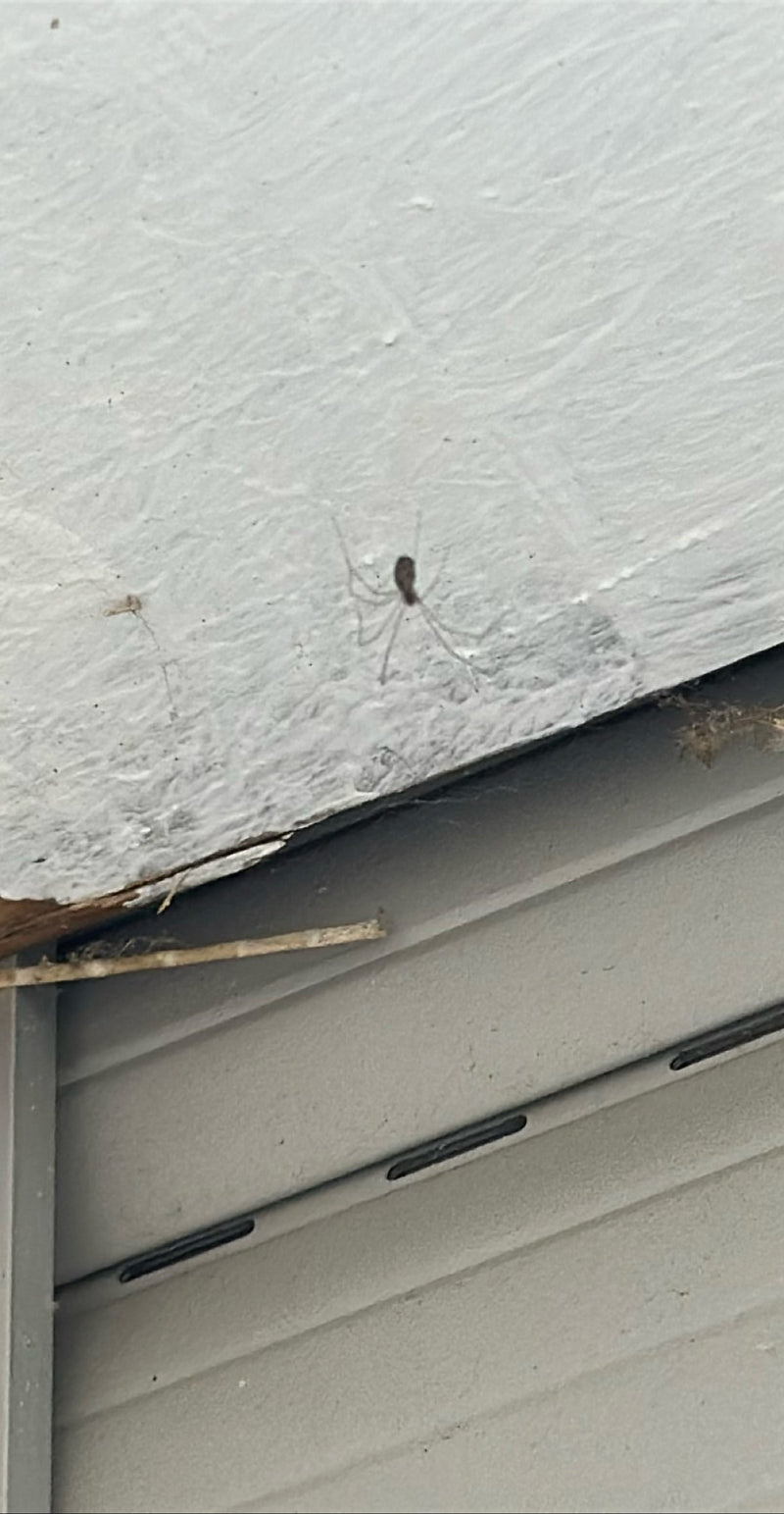 Zitterspinne — Bild 1