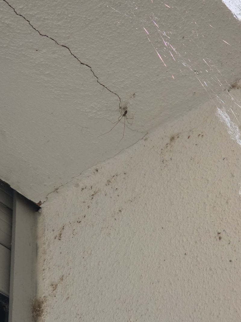 Zitterspinne — Bild 5