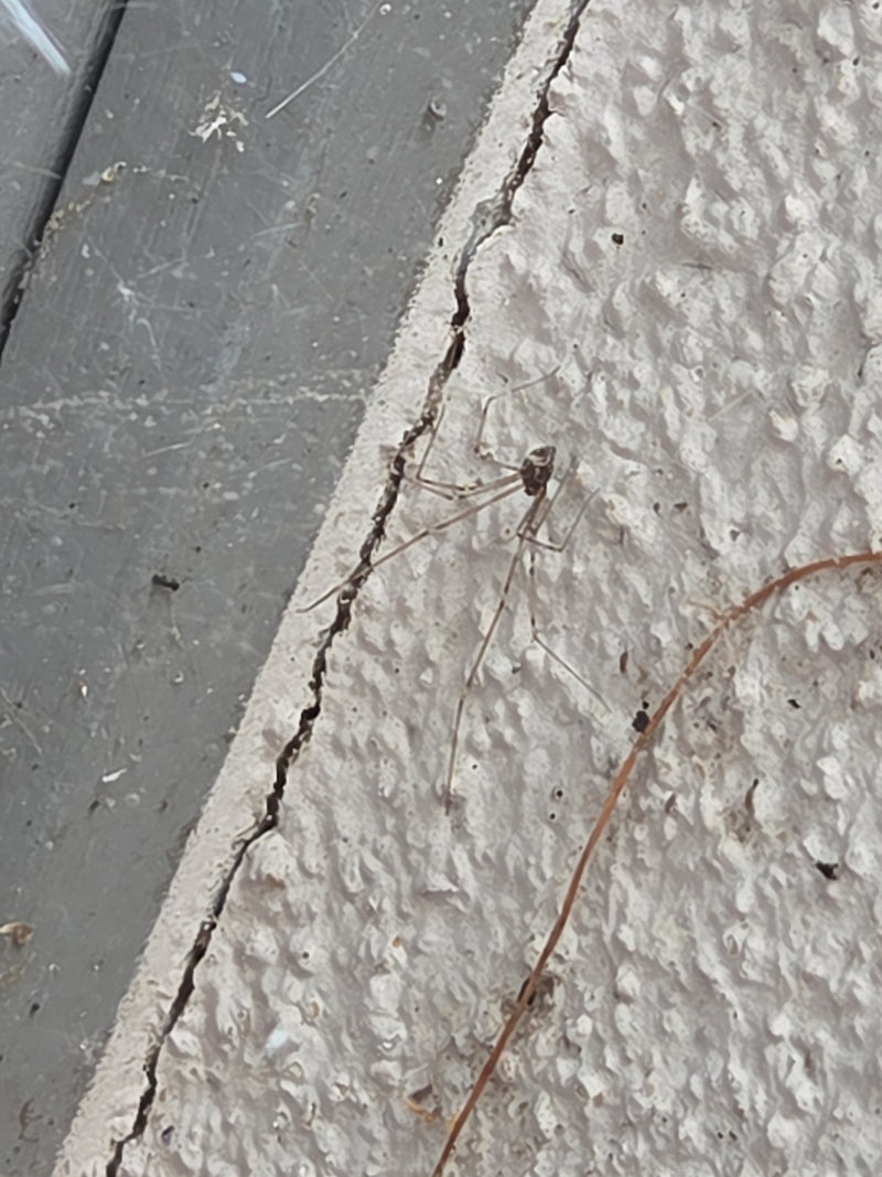 Zitterspinne — Bild 4