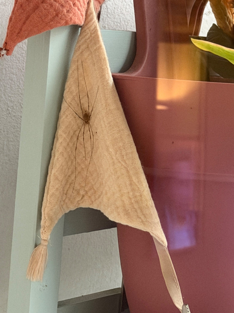 Zitterspinne — Bild 1