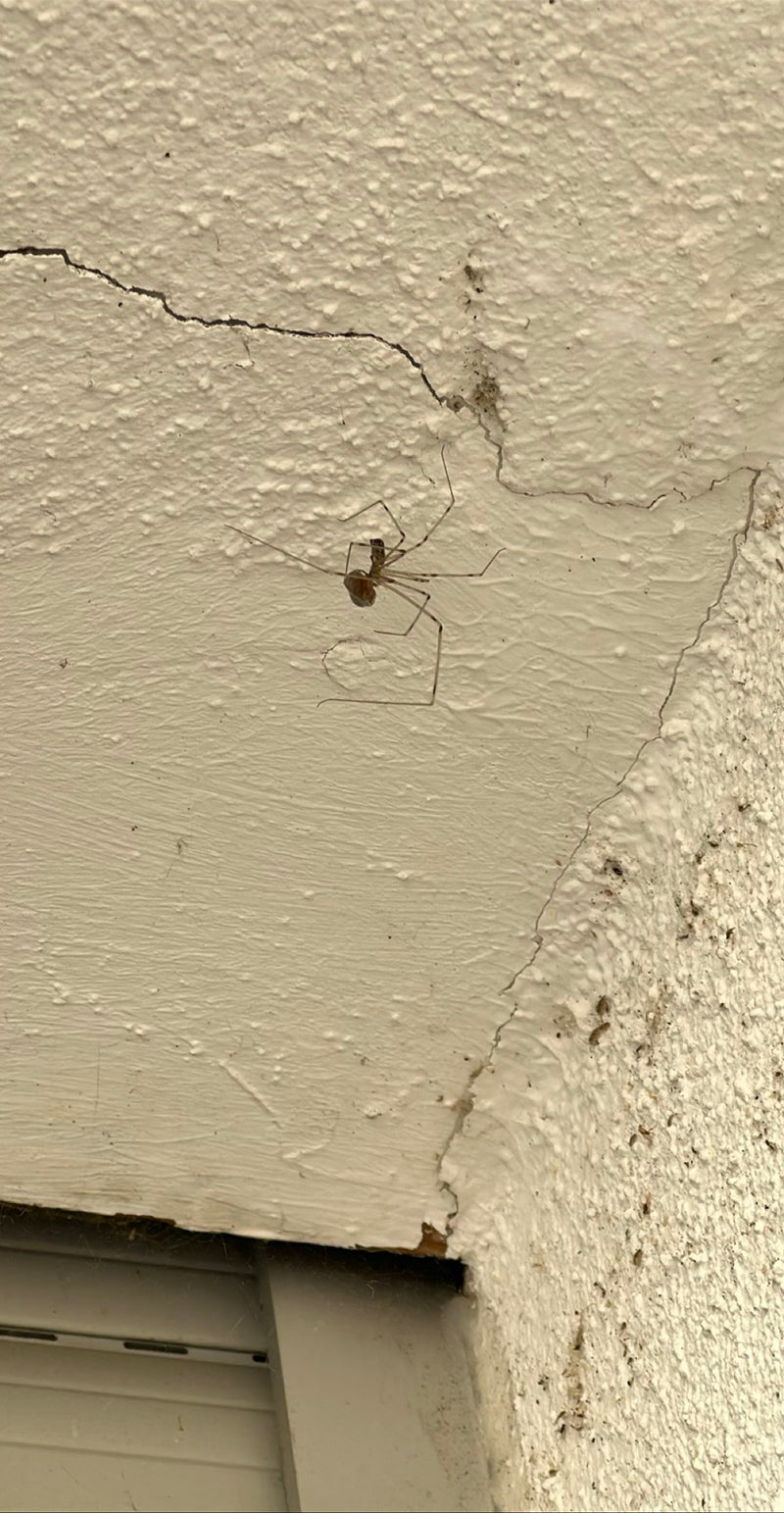 Zitterspinne — Bild 2