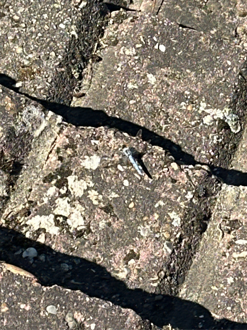 Großer Blaupfeil — Bild 2
