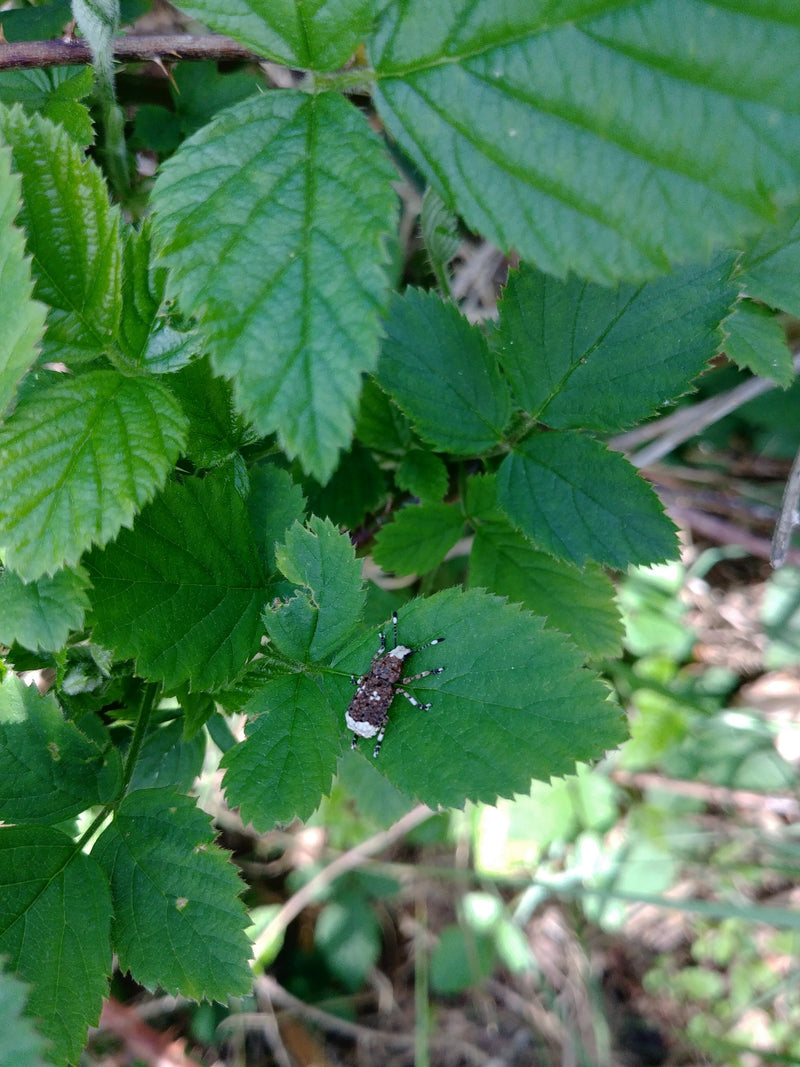 Fichtenrüsselkäfer — Bild 3