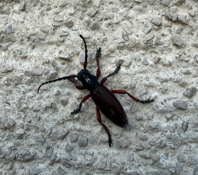 Großer Eichenbock — Bild 5