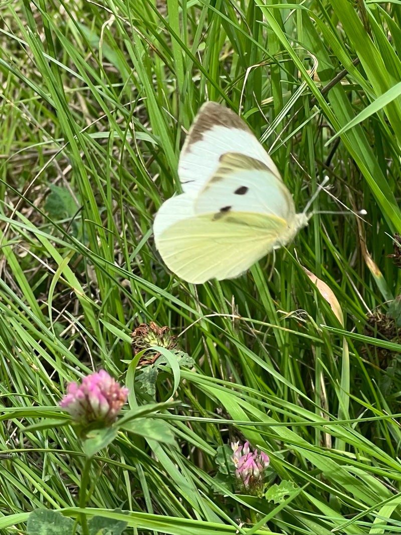 Kohlweißling Aussehen — Bild 1