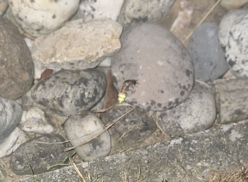 Auf der Aufnahme ist ein Großer Leuchtkäfer zu sehen, der auf einem Stein sitzt. Das Insekt zeigt sein typisches Aussehen auf steinigem Untergrund.