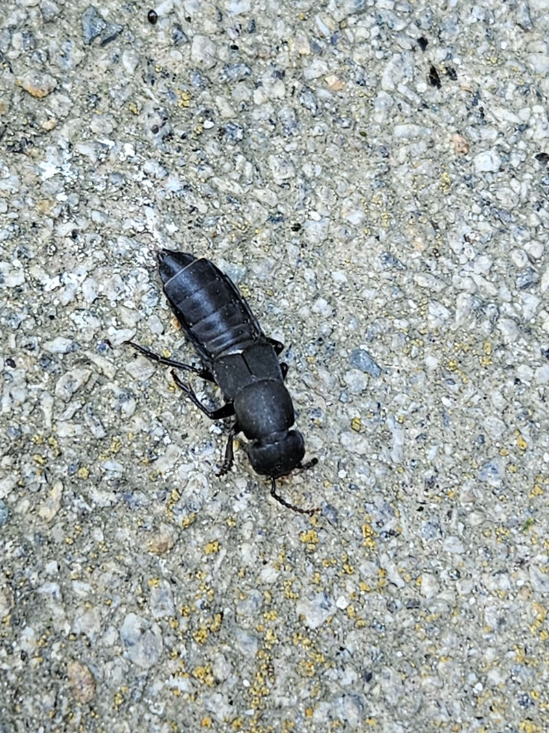 Schwarzer Moderkäfer — Bild 1