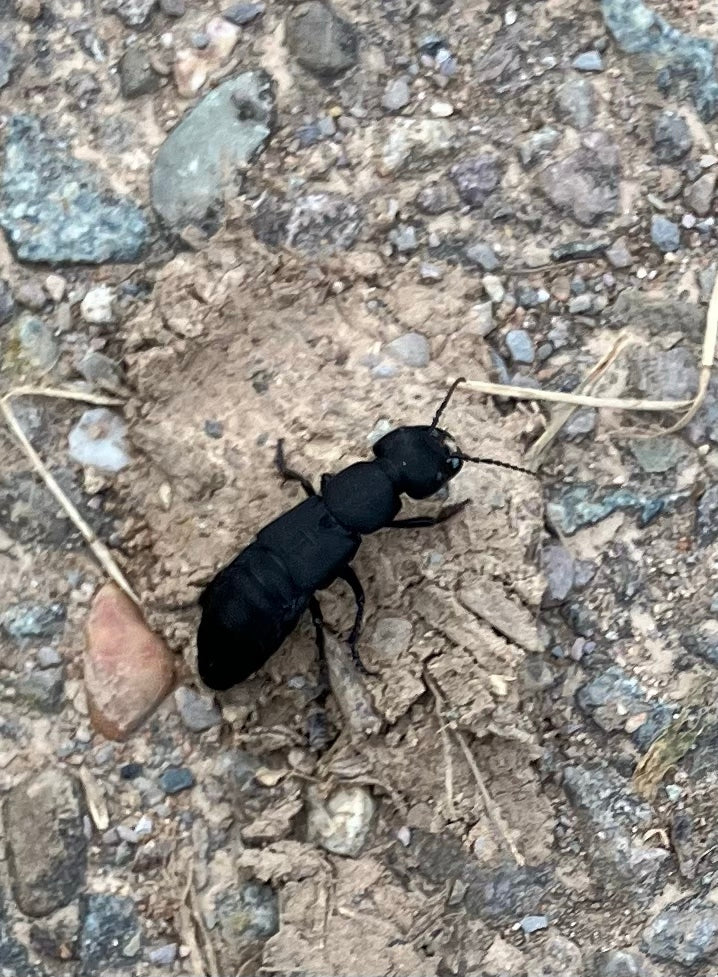Schwarzer Moderkäfer — Bild 3