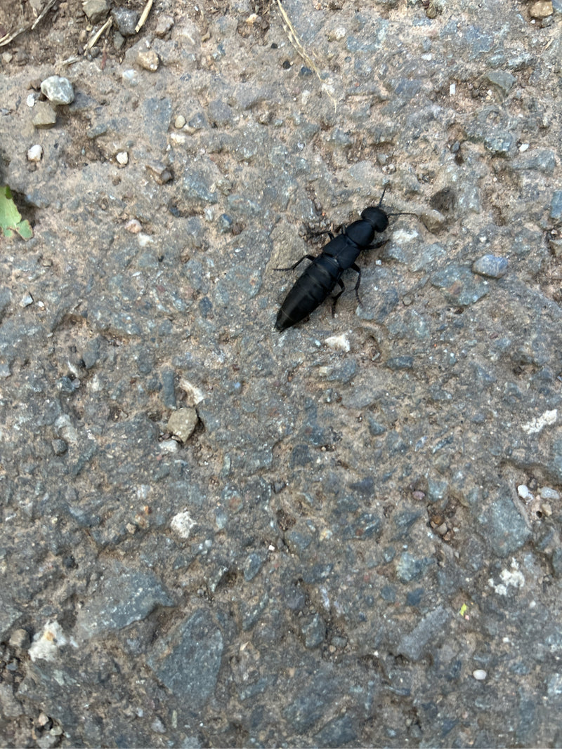 Ein Schwarzer Moderkäfer läuft über einen grauen Schotterweg. Das Insekt ist von oben zu sehen.