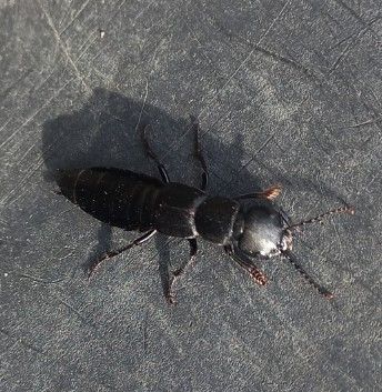 Ein adulter Schwarzer Moderkäfer ruht auf einer dunklen, strukturierten Oberfläche, fotografiert aus der Aufsicht.