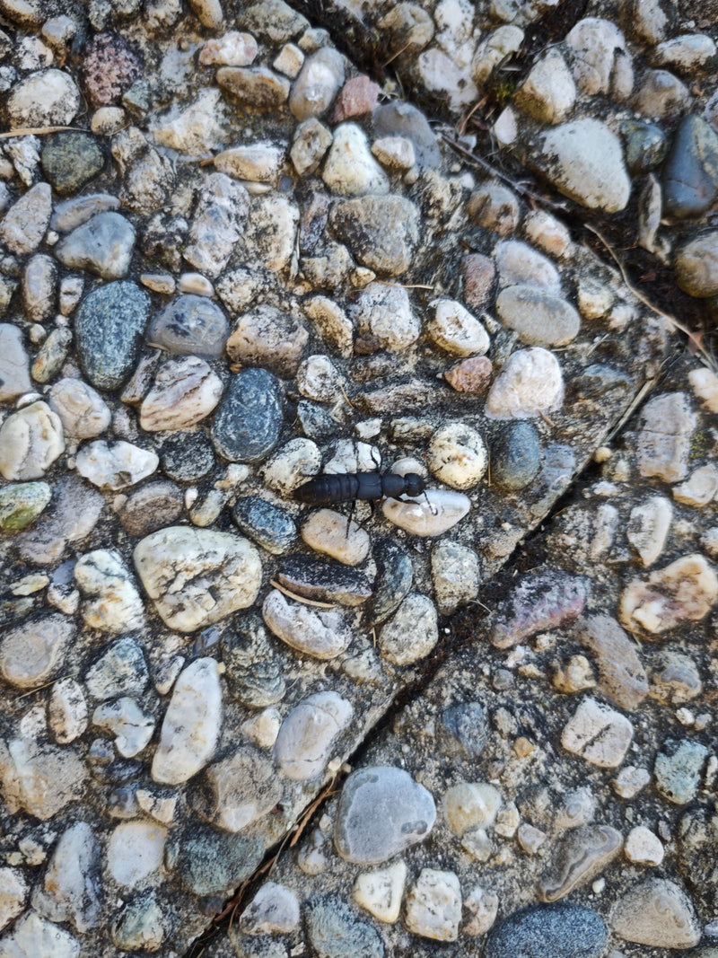 Ein Schwarzer Moderkäfer krabbelt aus der Aufsicht über einen Boden aus kleinen Kieselsteinen.