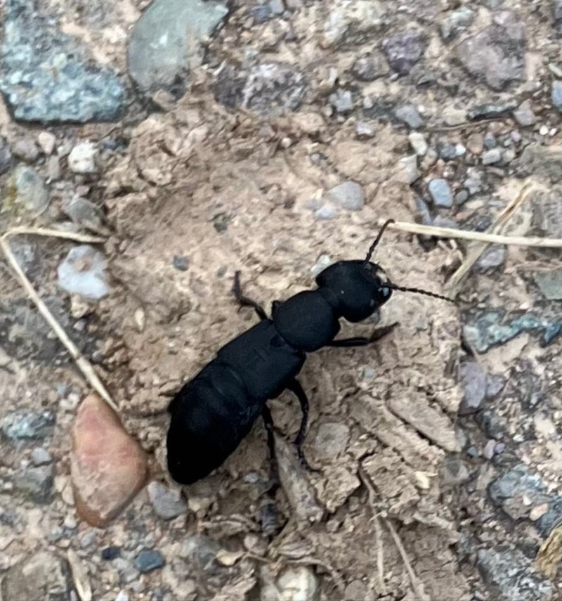 Auf dem Bild ist ein Schwarzer Moderkäfer zu sehen, der über einen steinigen Boden läuft. Das Insekt zeigt seinen typischen langgestreckten, schwarzen Körper.
