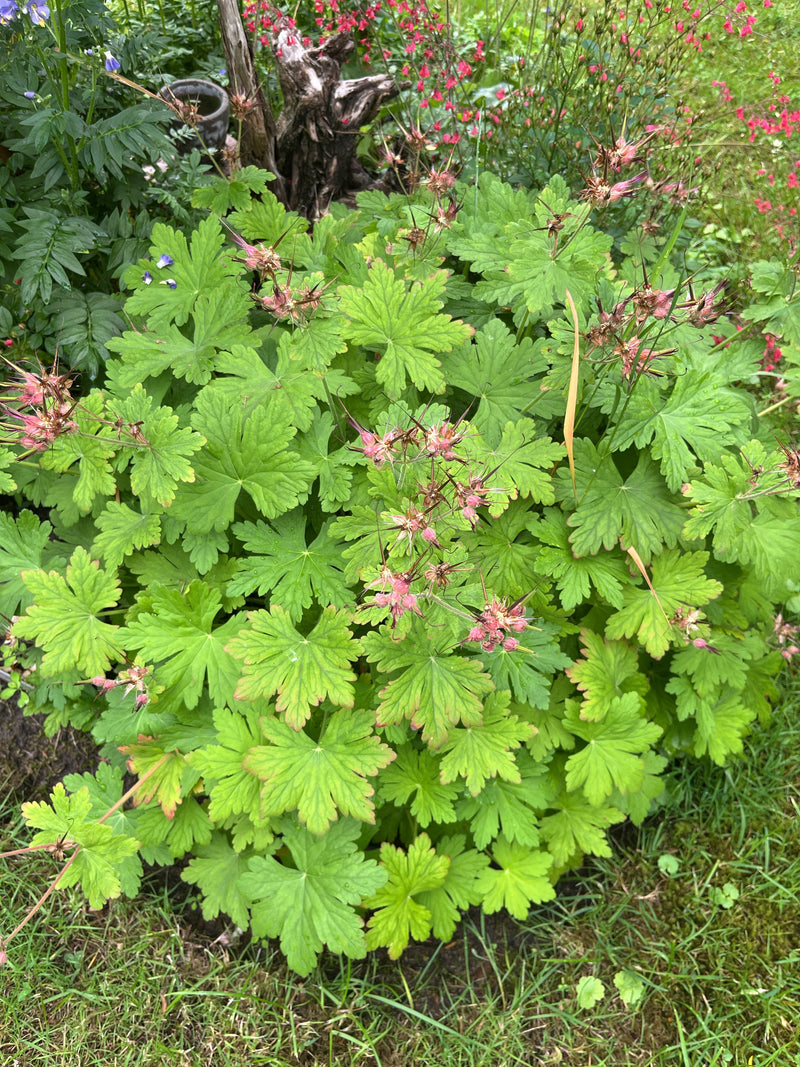 Großer Storchschnabel — Bild 1