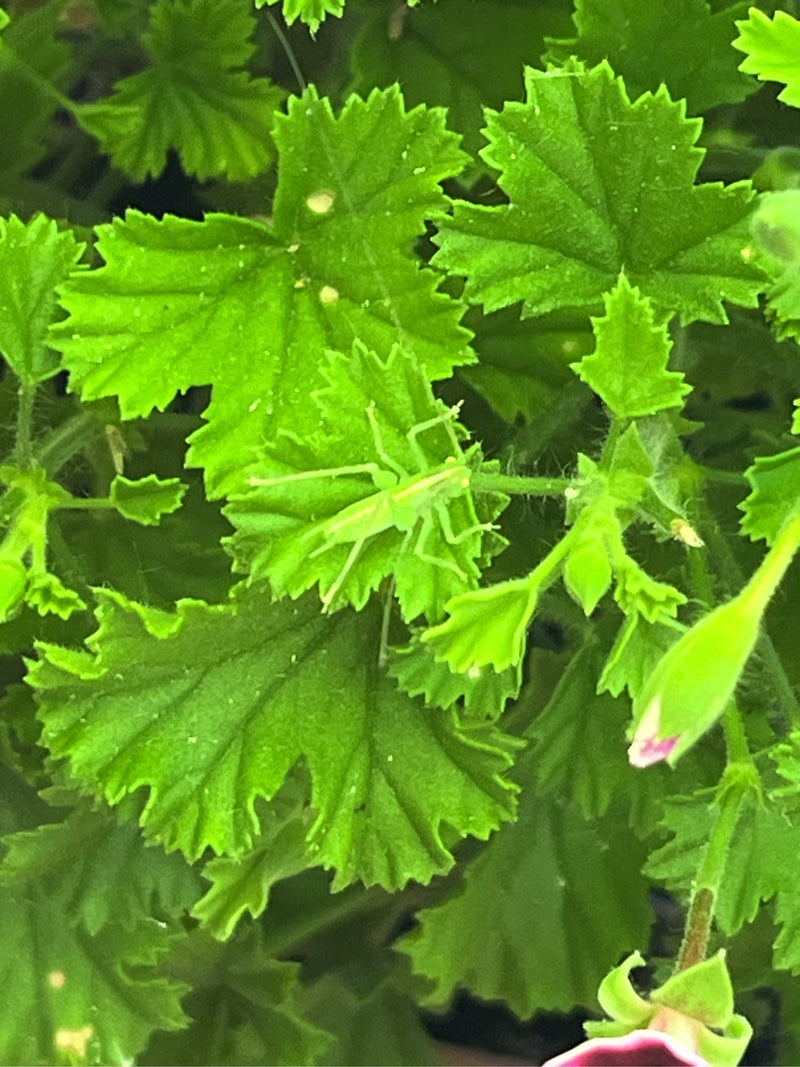 Grünes Heupferd — Bild 3