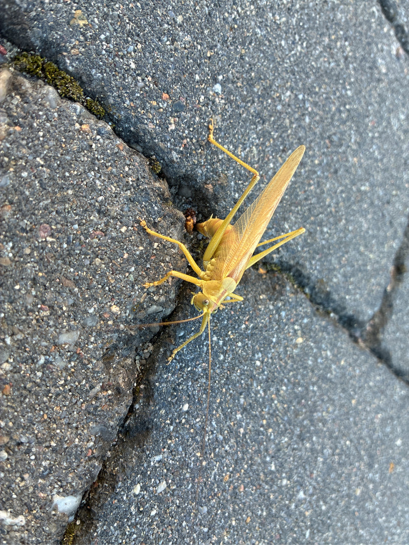 Ein adultes Grünes Heupferd in einer auffälligen gelblichen Farbform ruht auf gepflastertem Steinboden.