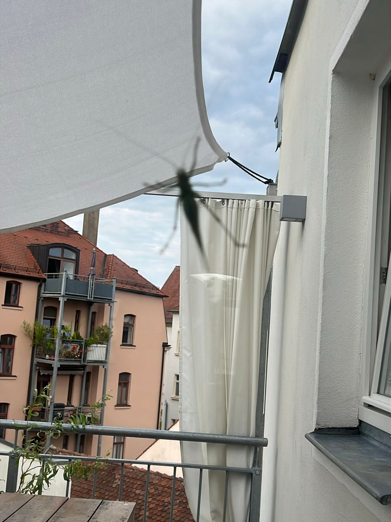 Grünes Heupferd — Bild 4