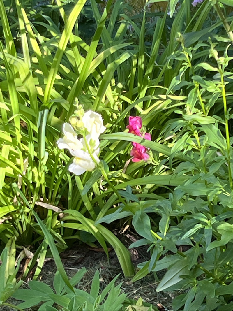 Loewenmaeulchen — Bild 4