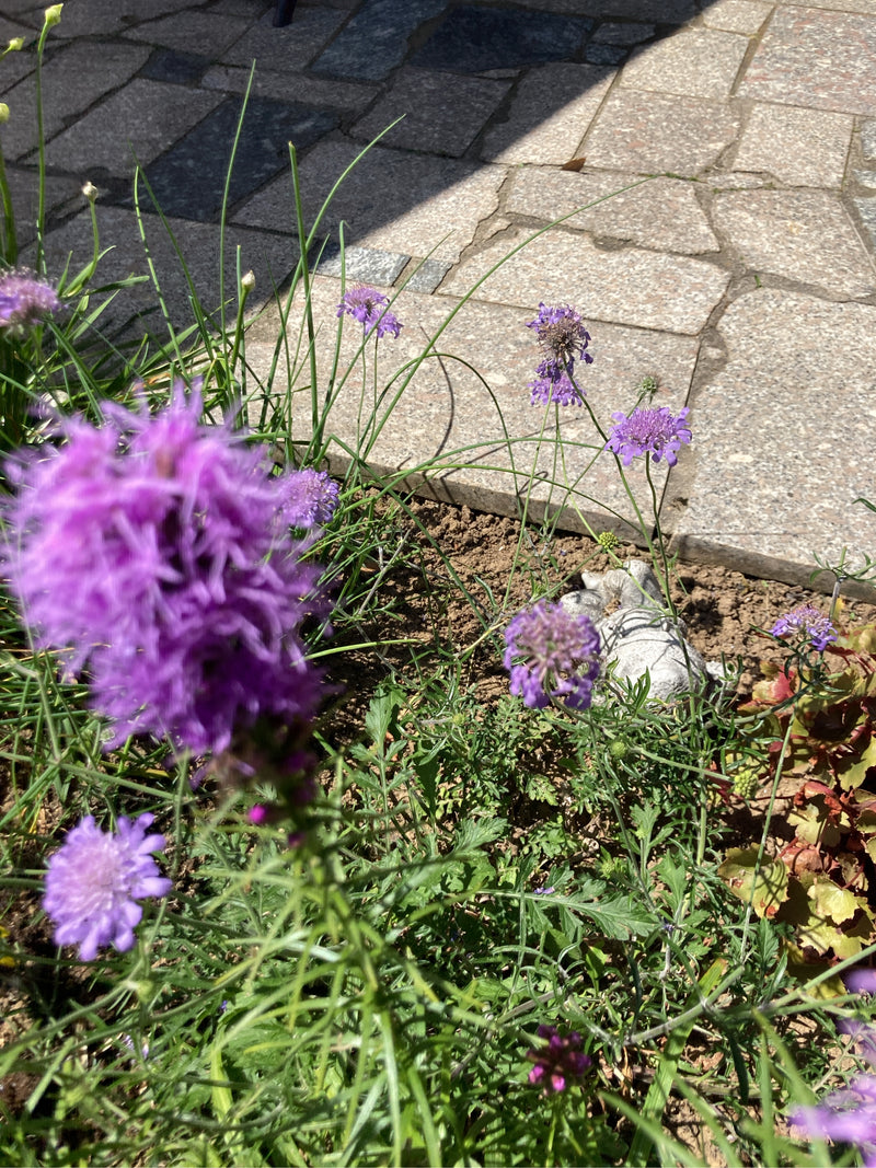 Großes Ochsenauge — Bild 2