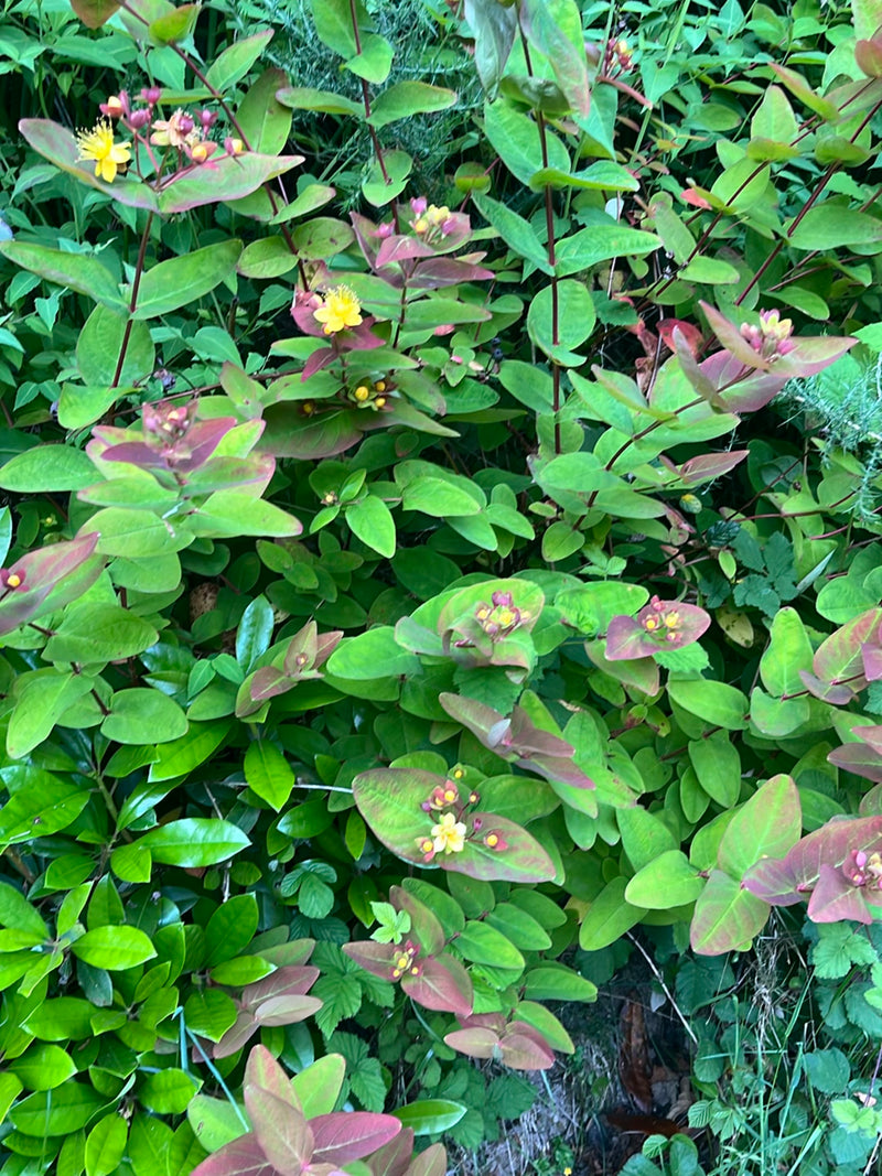 Großkelchiges Johanniskraut — Bild 3 von 17