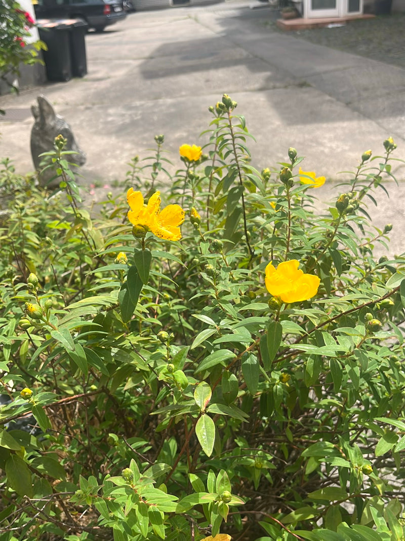 Großkelchiges Johanniskraut — Bild 5 von 17