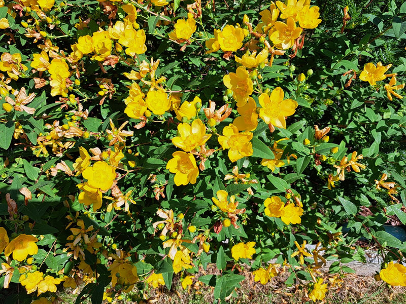 Großkelchiges Johanniskraut — Bild 2 von 17