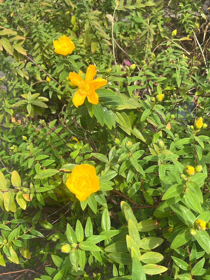 Großkelchiges Johanniskraut — Bild 4 von 17