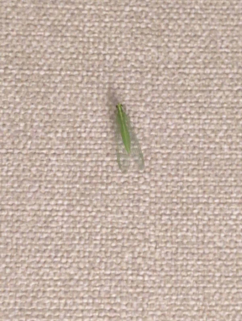 Eine Grüne Florfliege sitzt auf einer strukturierten Wand. Das Insekt ist mit seinen charakteristischen transparenten Flügeln gut zu erkennen.